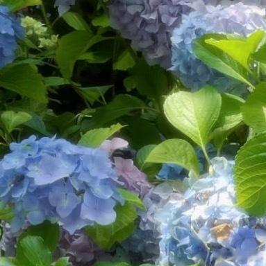 绣球花种植：1、土壤要求：  绣球花喜欢酸性土壤，不耐瘠薄与盐碱。在碱性土壤中生