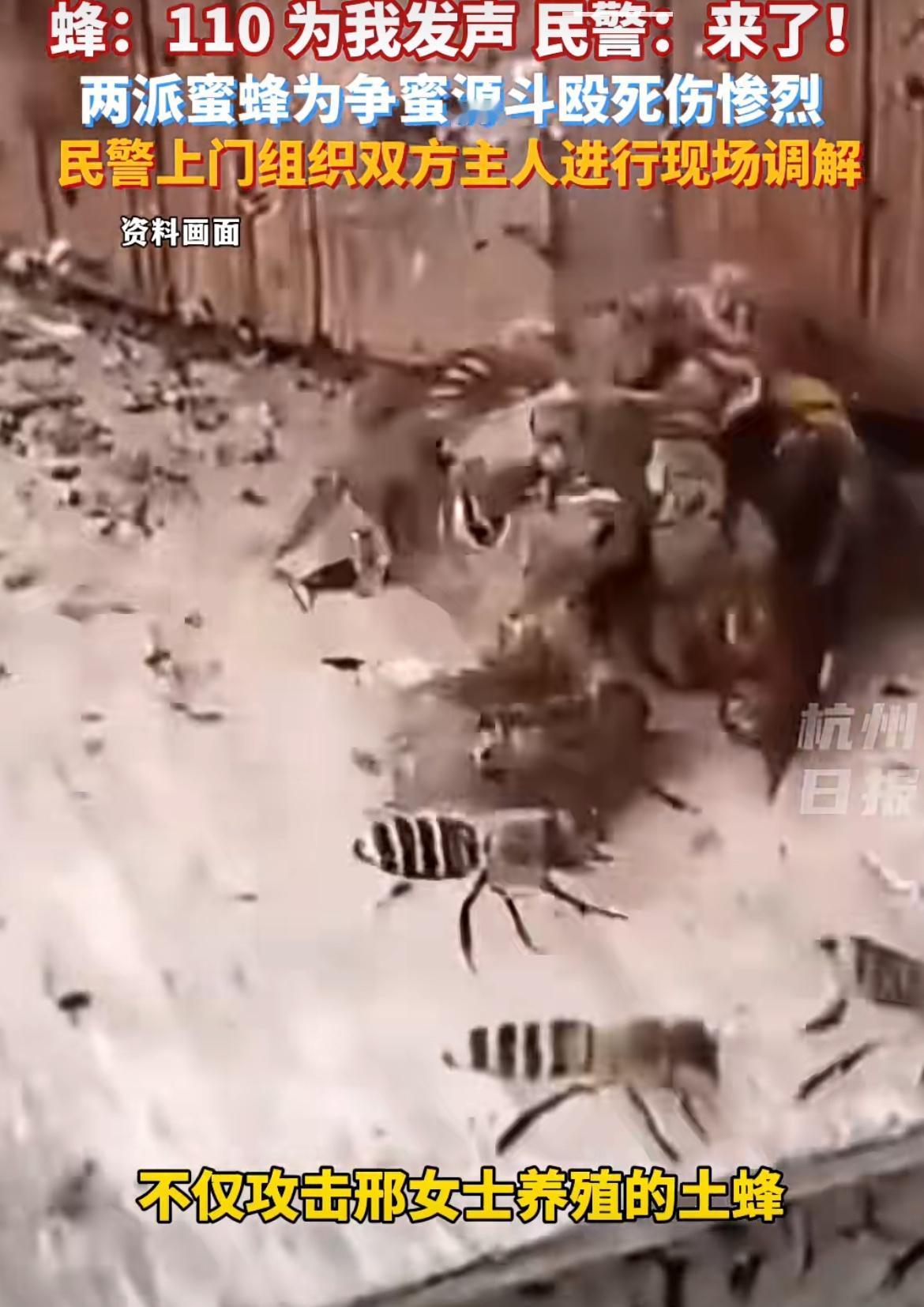意大利蜜蜂痛扁土蜂，两群蜜蜂“互殴”，民警直接上门劝架，诸暨市接到邢女士的报警求