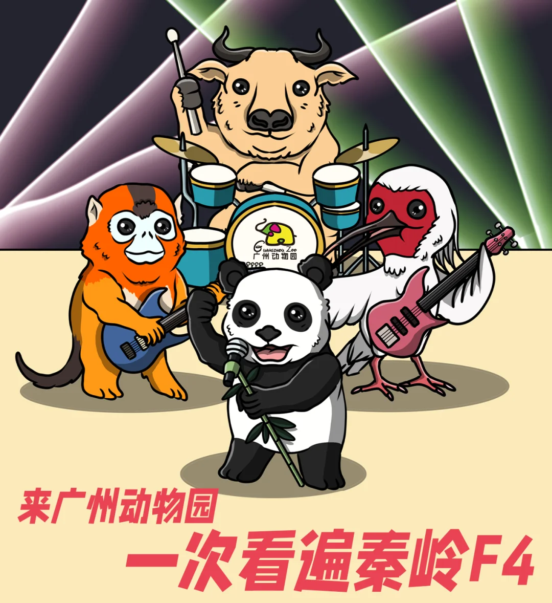 来广州动物园，一次看遍秦岭“F4”！