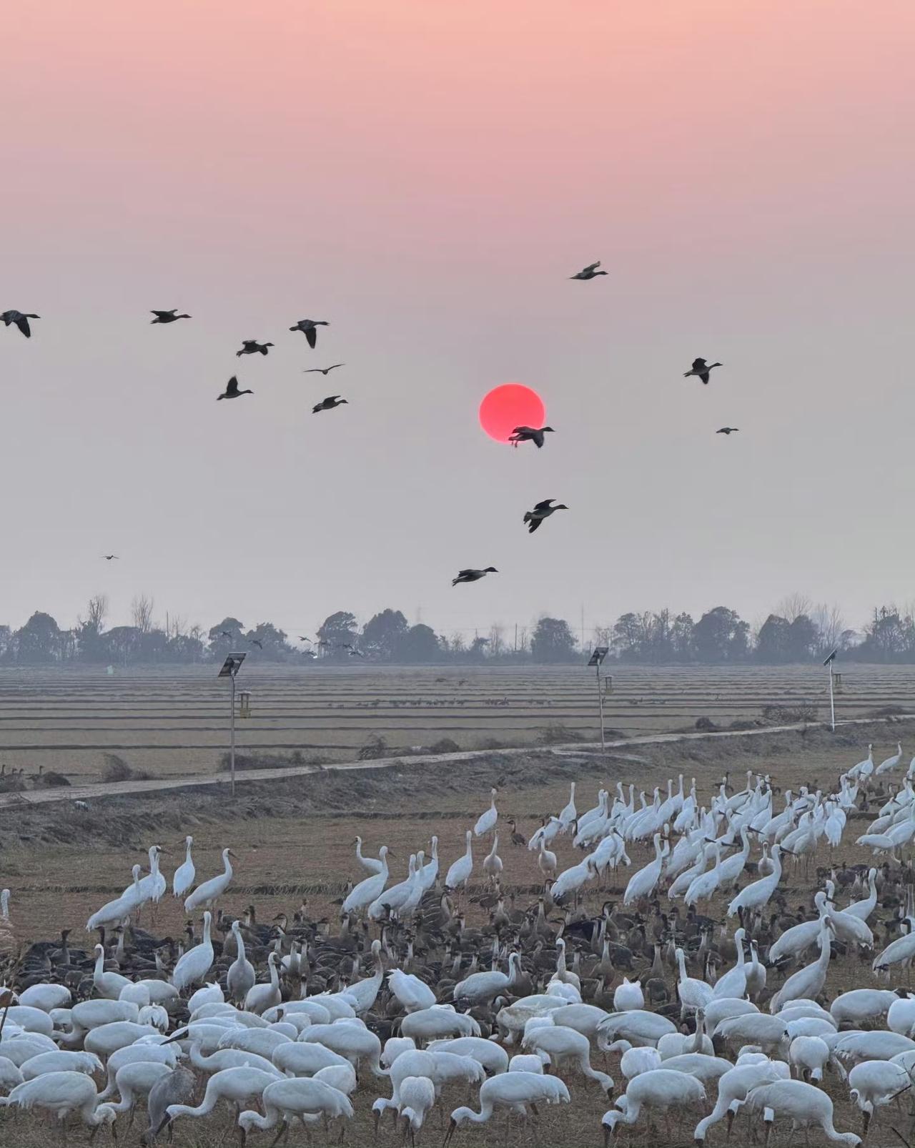 “ 鹤随日升，好运相伴 … ” ​​​
沐风书画 好运