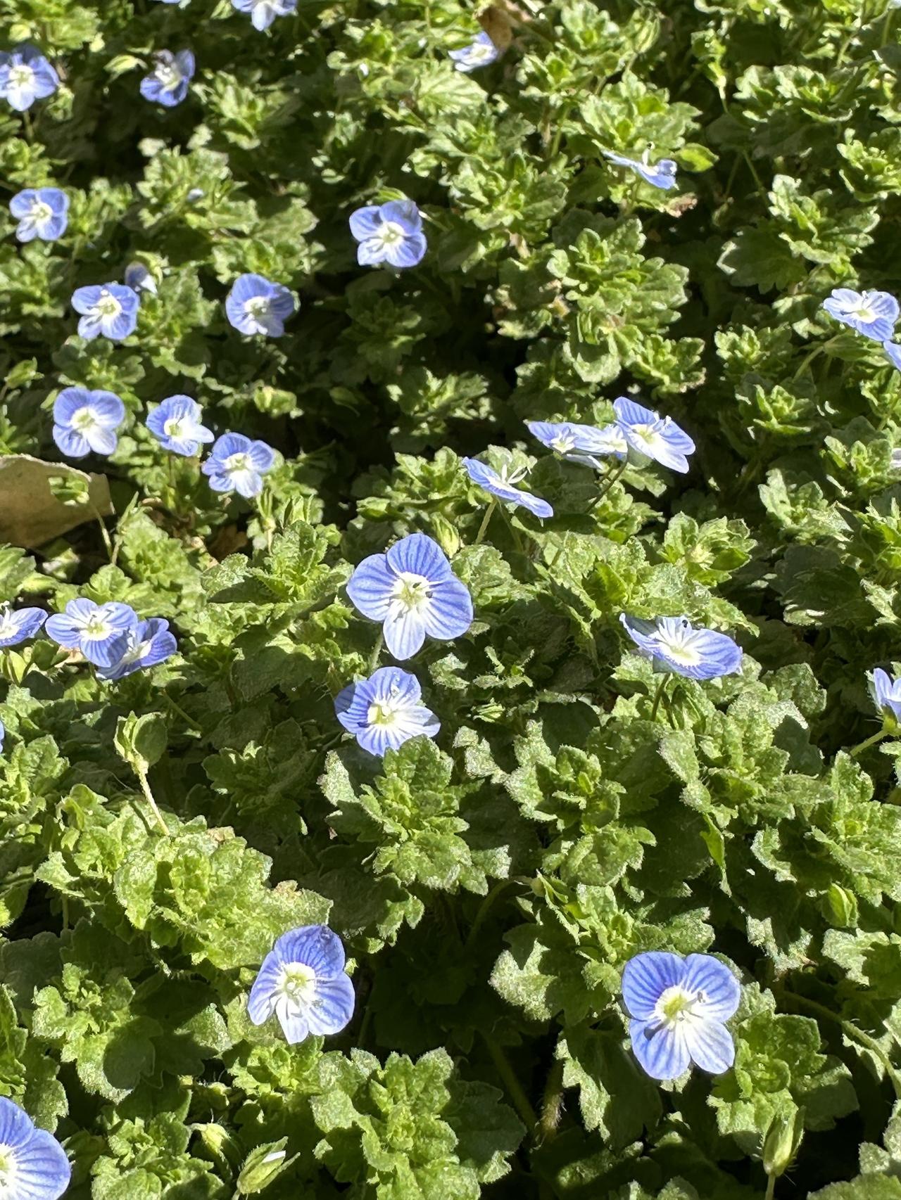 小野花