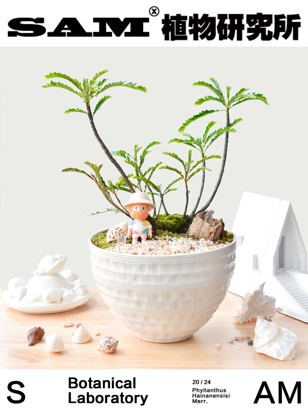海岛叶下珠｜Phyllanthus hainanensis Merr.