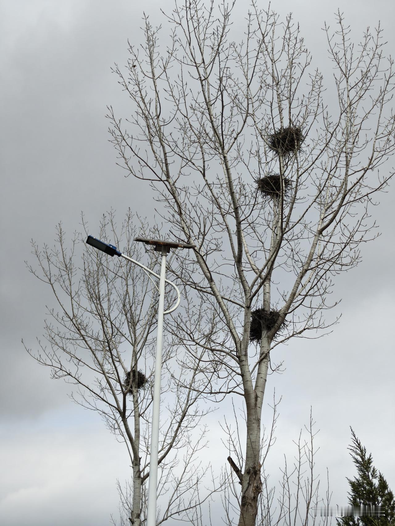今天在路边拍到的，大家猜这是什么鸟窝，在我们老家管他叫马野翘，你们家乡管他叫什么
