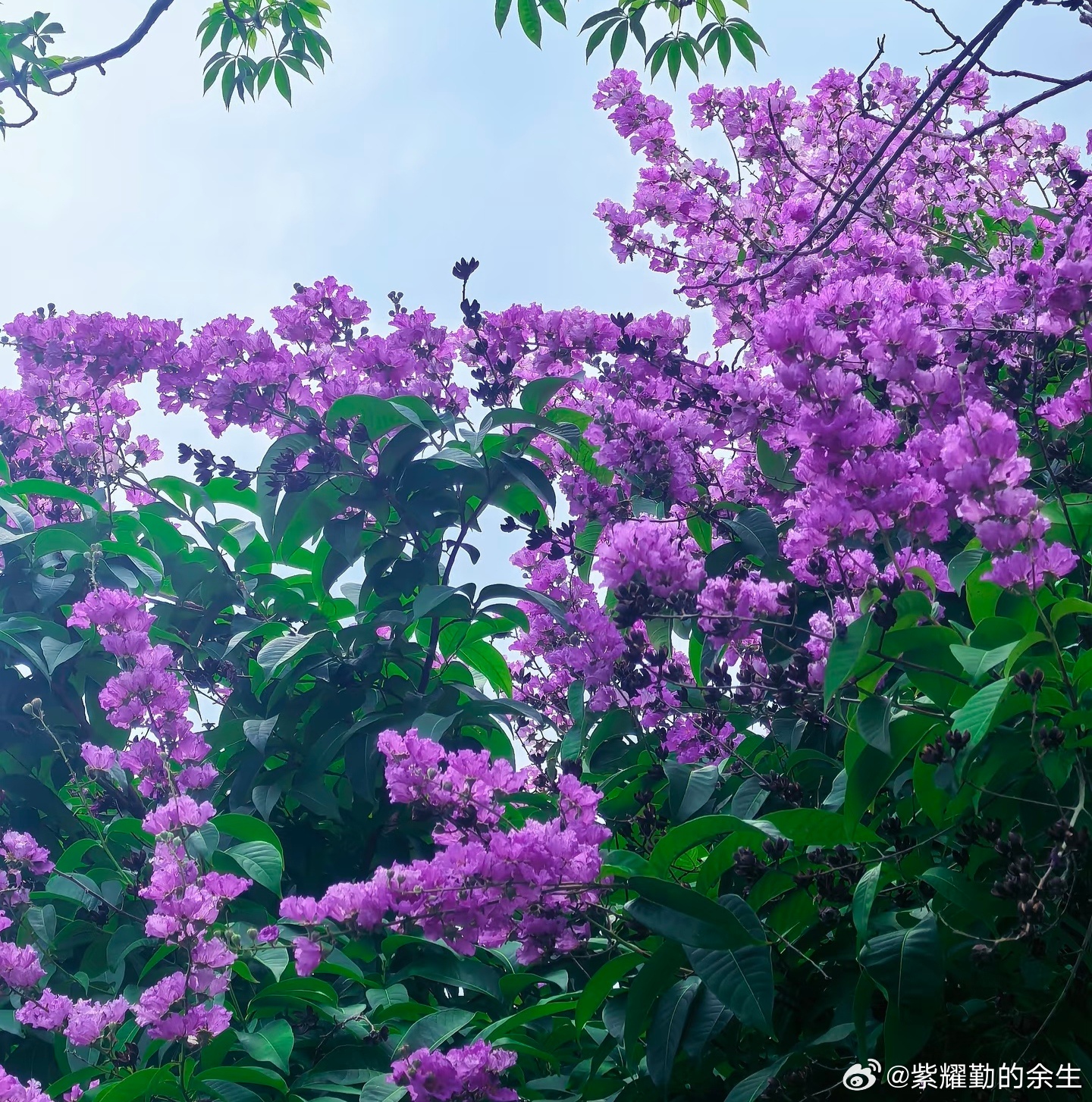 驴友🌿🌸🌼🌿在这盛夏季节处处是热😅😅傍晚来到公园这里绿树成荫，公园里