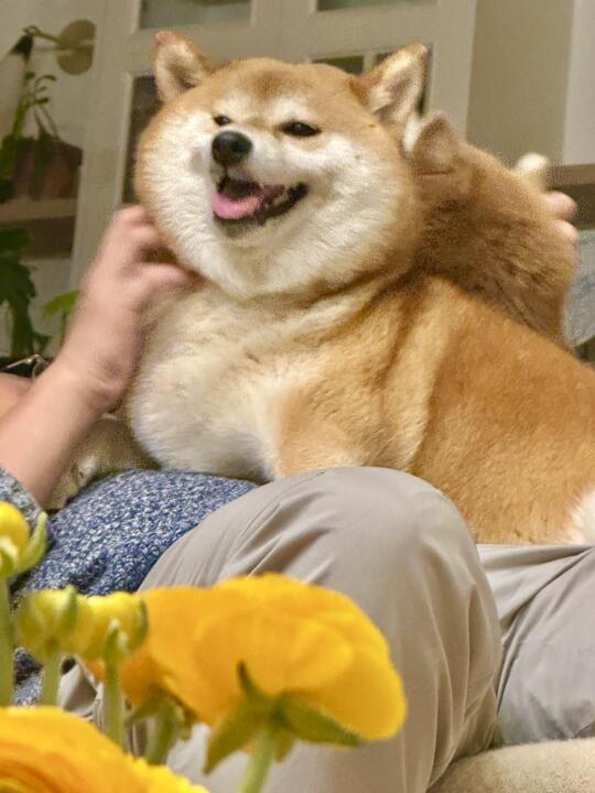 春花哪儿有小狗娇？🌼