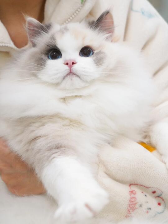 淡颜系美女！！