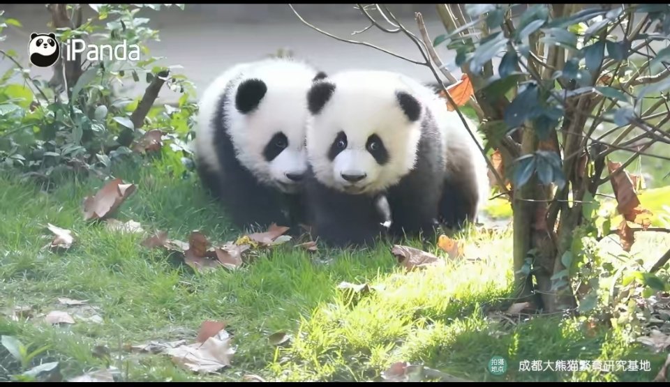 两只熊猫宝宝踉踉跄跄抢镜头咿呀，好可爱呀！rua起来手感一定超级好，嘿嘿，好想r