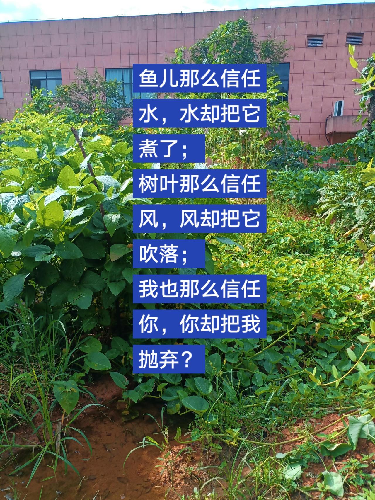 我是那么地信任你，相信你一定会信守承诺，但这个暑假我却一次次被抛弃！被伤害！！被