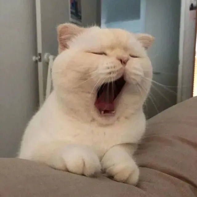 今天很凉爽，我们终于下雨了适合雨中漫步，也很适合美美的睡觉💤 