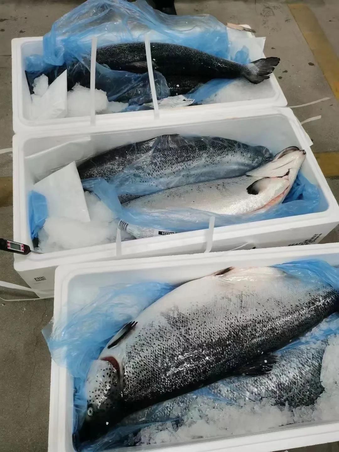 这是真的吗？日本海域捕捞的三文鱼将被全部标注为挪威产，并运往中国市场销售？

今