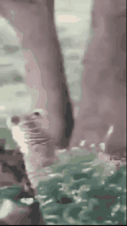 这豹子上树这么敏捷？是担心猎物被抢走？
##
好东西也要束之高阁？吃独食，这豹子