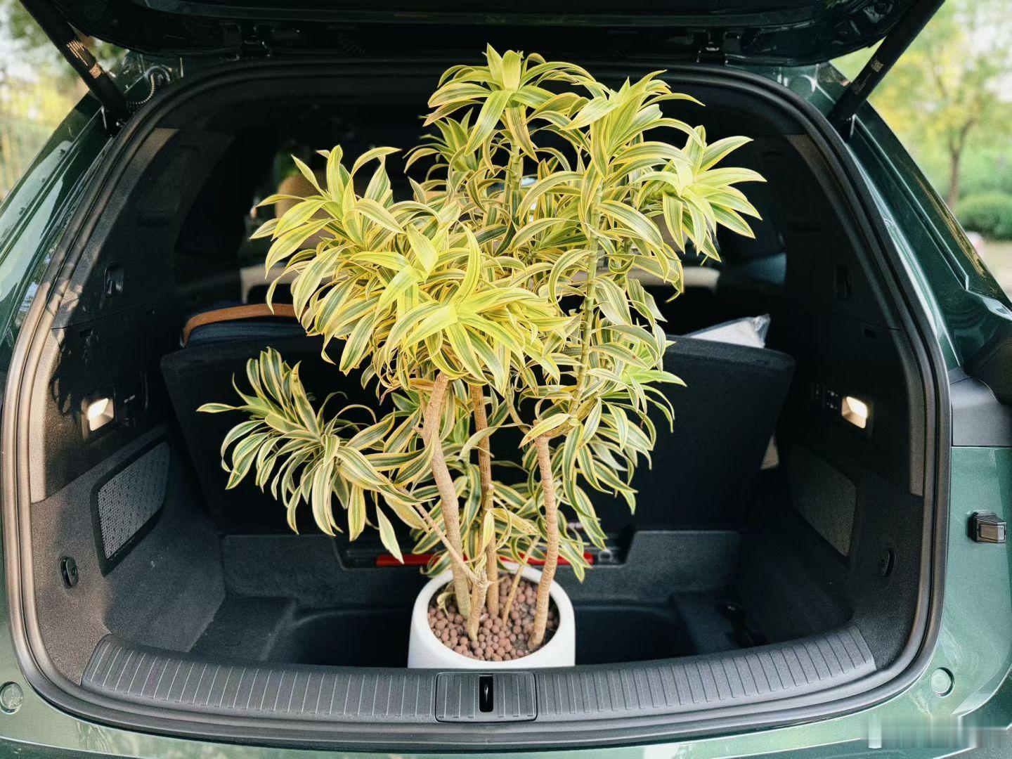 L80已经开始帮运花了