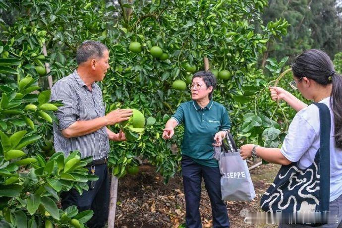 台风过境玉环文旦种植户却多了份底气提前落实防风加固、防灾预案，配套农业保险兜底保