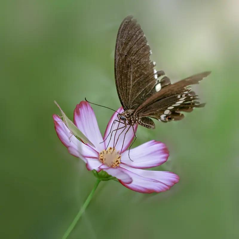 AI妙生图糊蝶花香春意浓。