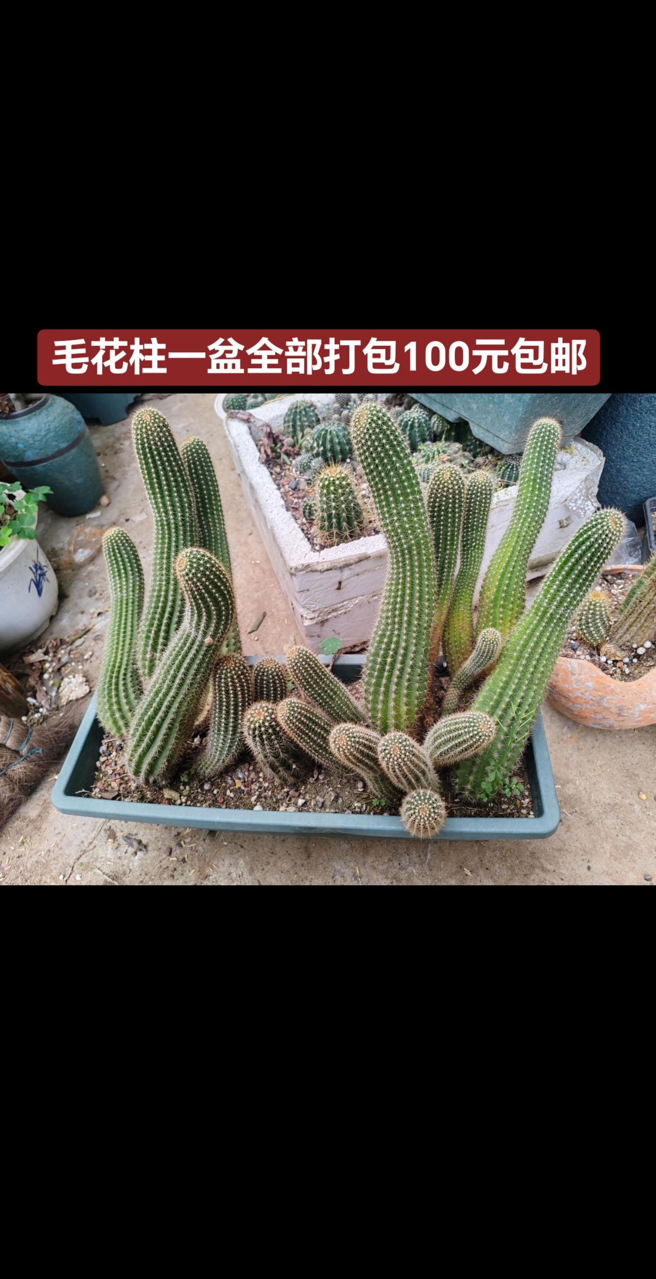 毛花柱全部打包100元包邮