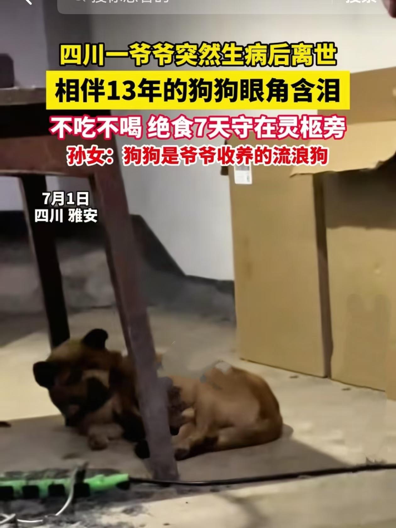 四川雅安有一条狗跟爷爷走了十三年，爷爷去世之后第七天才不吃饭不喝水，一直守在灵柩