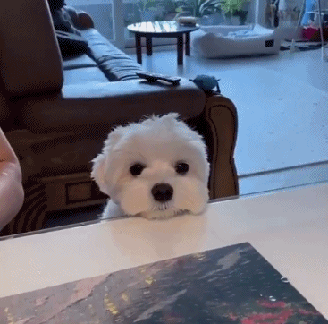 没有人能对狗狗眼sayno！