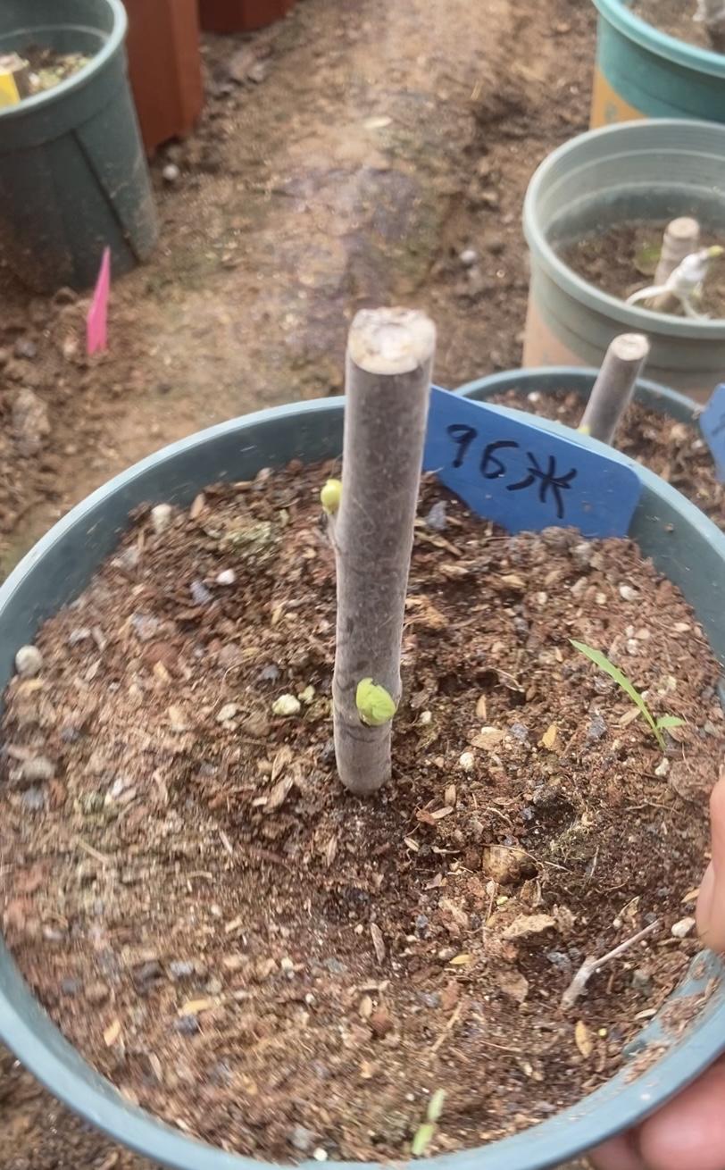 收到果友送的久留米无花果，真的超感动！这果友来自河北宁晋，素不相识就把无花果寄给