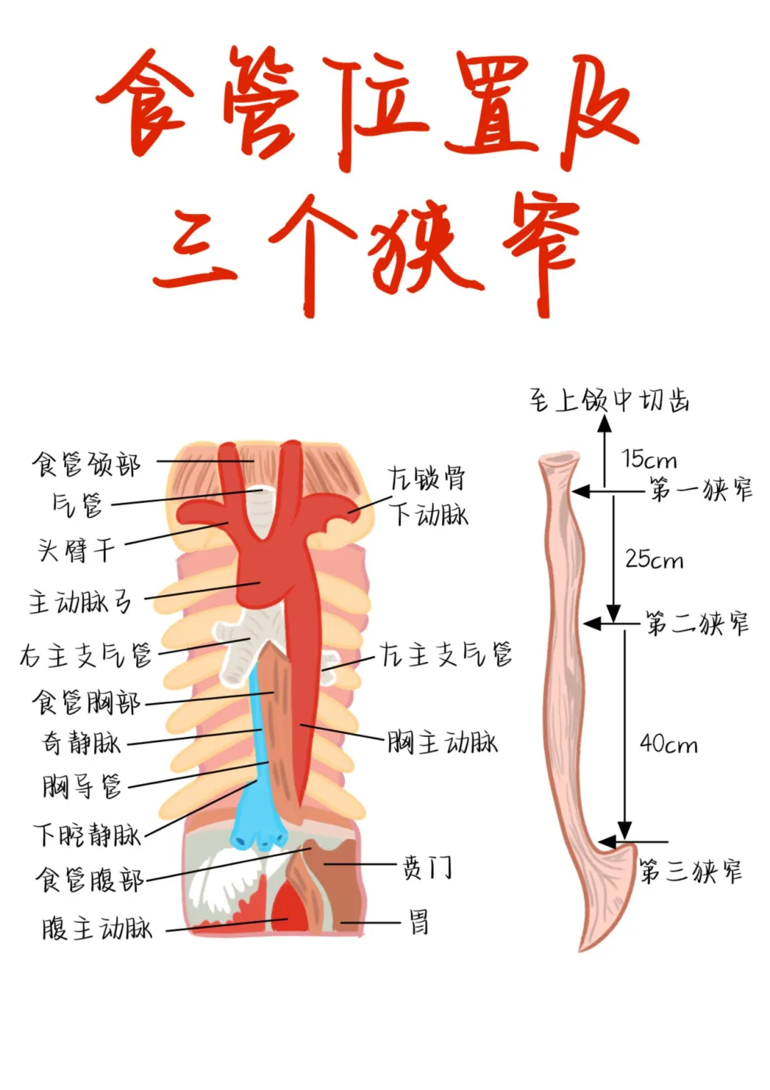 食管位置及三个狭窄