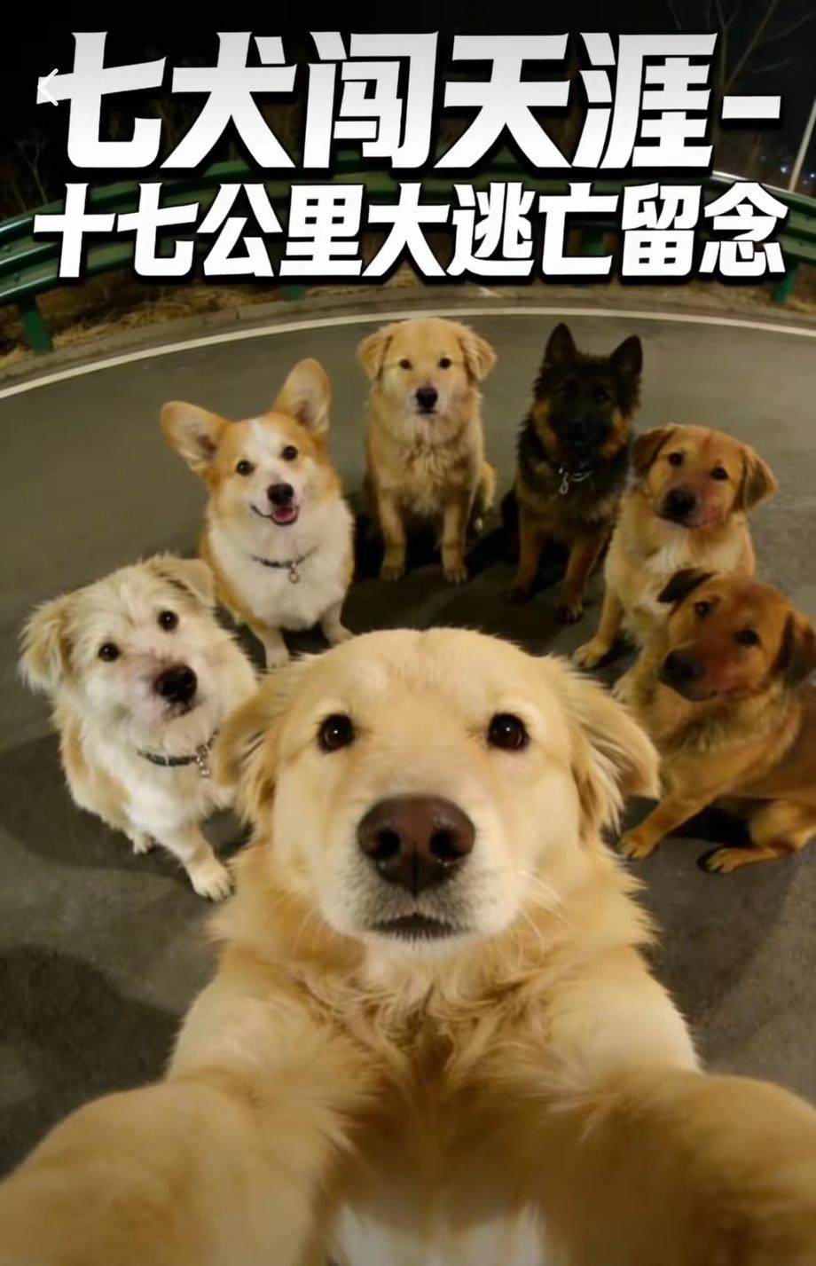 结伴走17公里回家的狗狗里，最让我感动的是那只柯基！它的名字叫大胖，在整个行程中