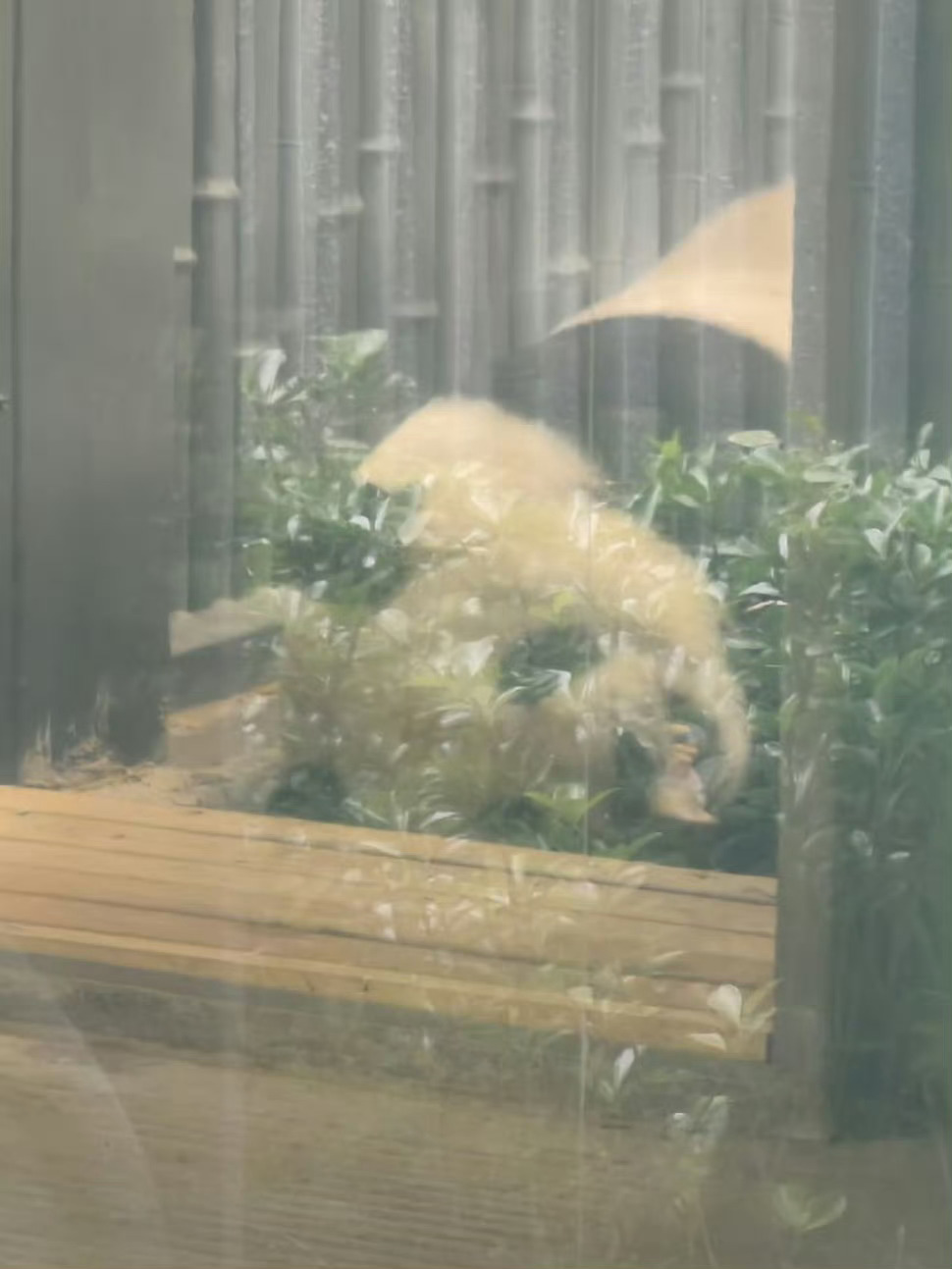 萌兰大熊猫萌兰出现倒走北京动物园回应萌兰倒走 新馆开馆不足一月：萌兰脚掌磨损露红