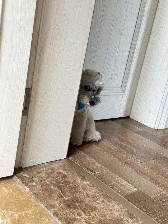 论“偷感”谁比得过雪纳瑞