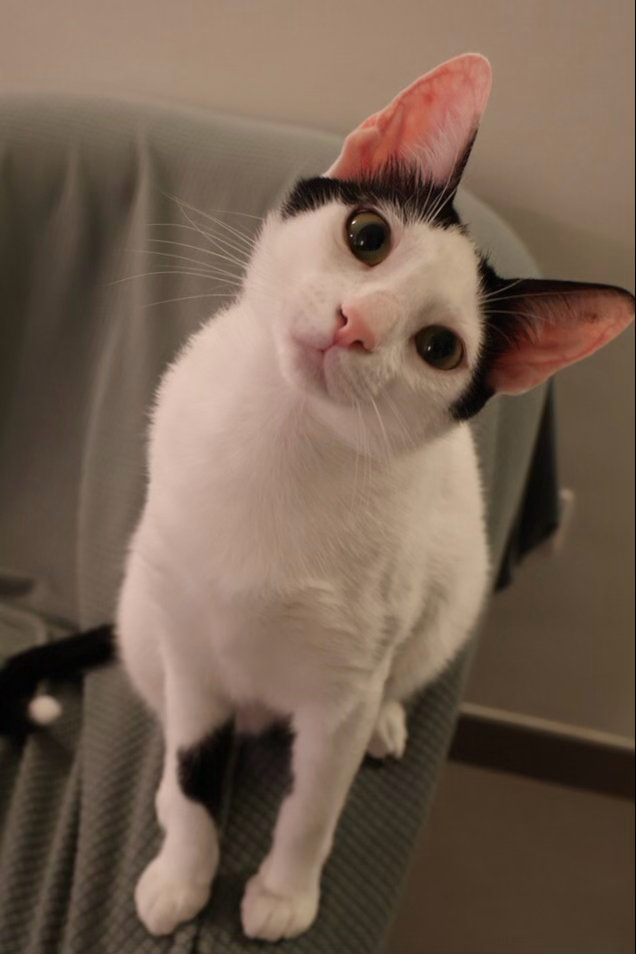 爱我有多深？爱我有几分？daily奶牛猫 （投稿：） 
