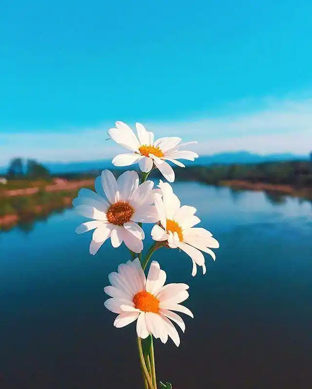 早安[太阳][太阳][太阳]当你珍惜过往、满意当下、笑对未来，便抵达了生活的高处