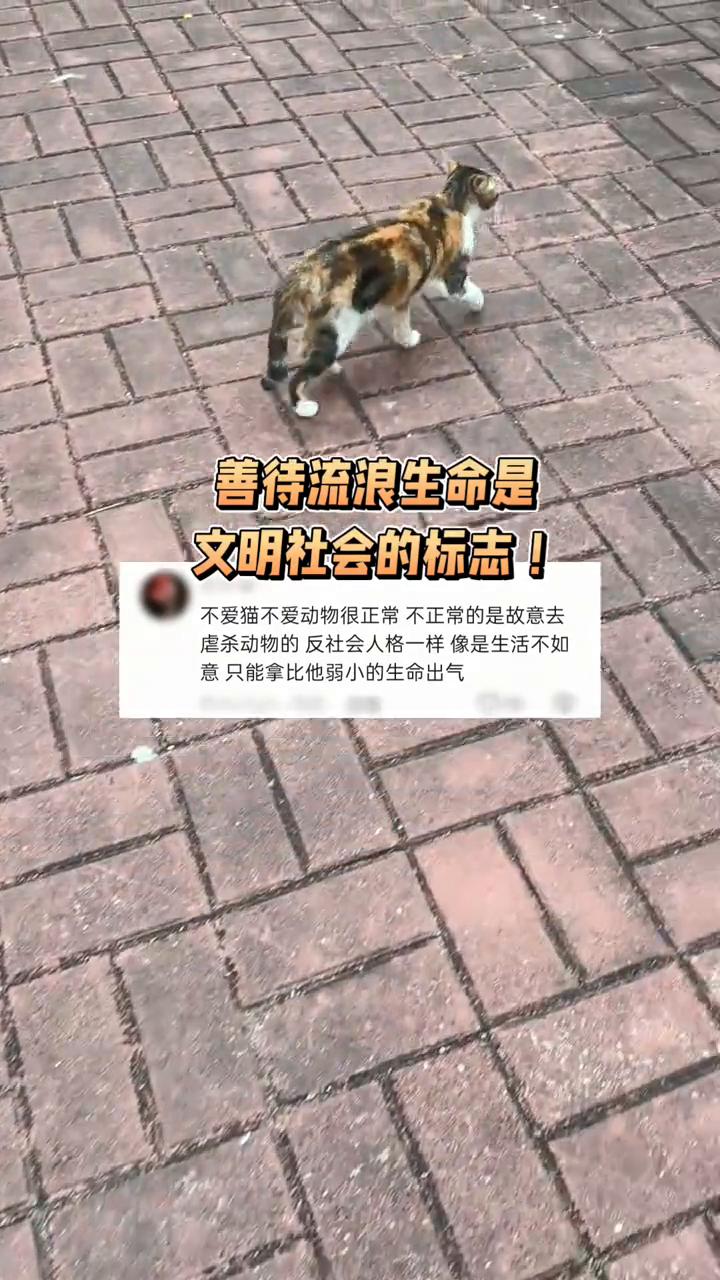 善待流浪生命是文明社会的标志。
不爱猫、不爱动物很正常，不正常的是故意去虐杀动物