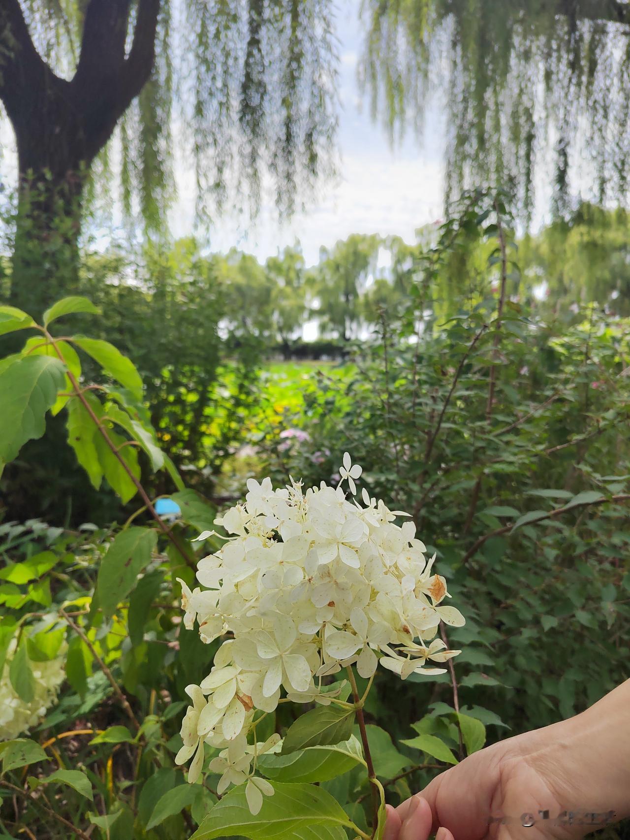 国庆佳节已至，祝福如期而至。愿友友们心之所向，皆能如愿以偿；愿你所愿，皆能化为现