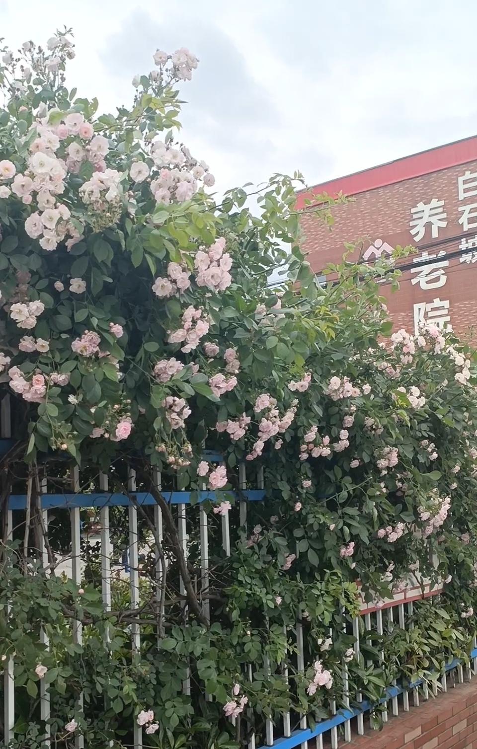 白石坡社区的花墙，曾经的网红打卡地，现在空无一人，是因为今年的花开的不好，没有以