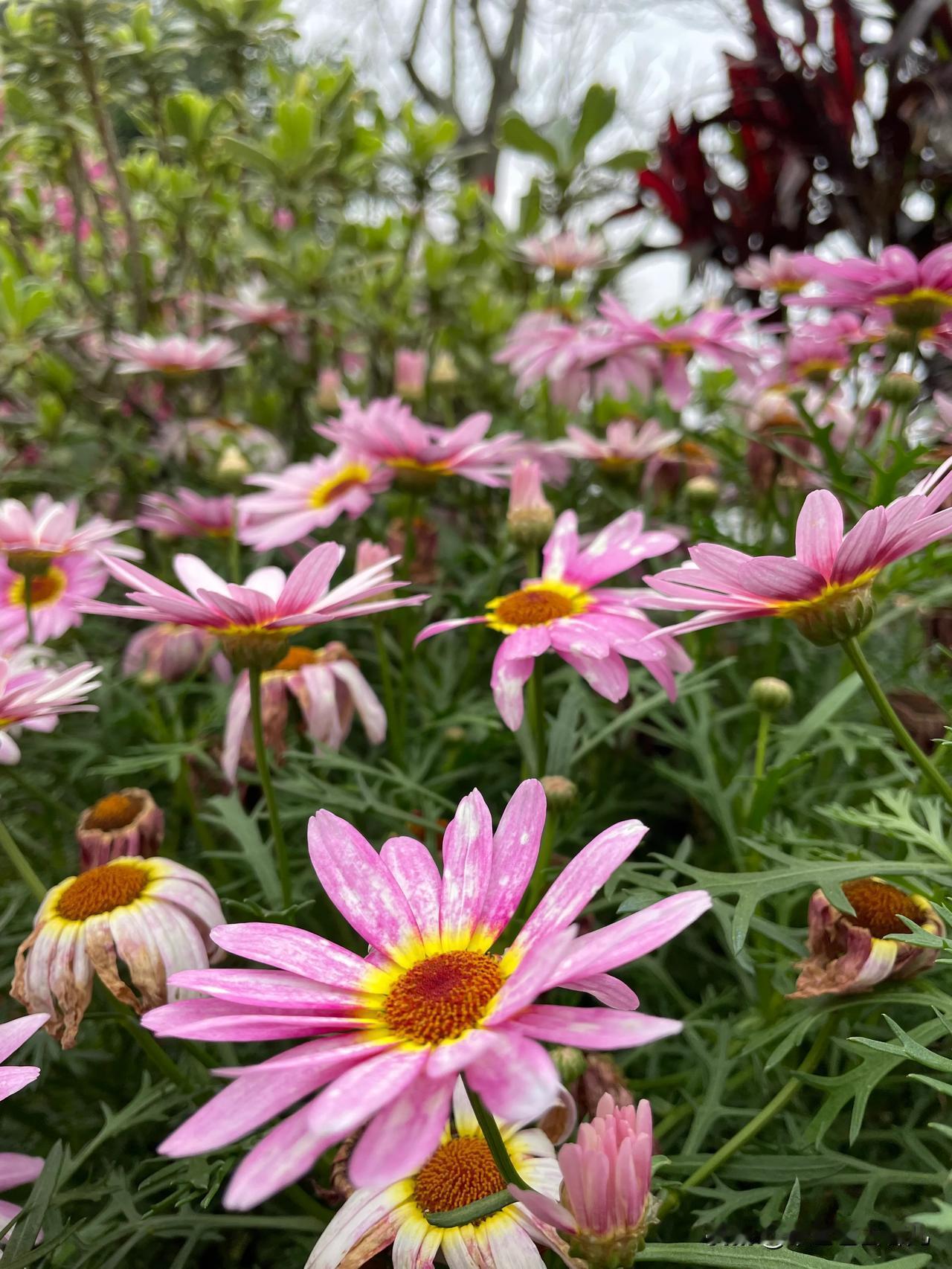 在东莞植物园，邂逅现实版绿野仙踪
忙碌生活中，总渴望一片宁静花海治愈疲惫心灵。来