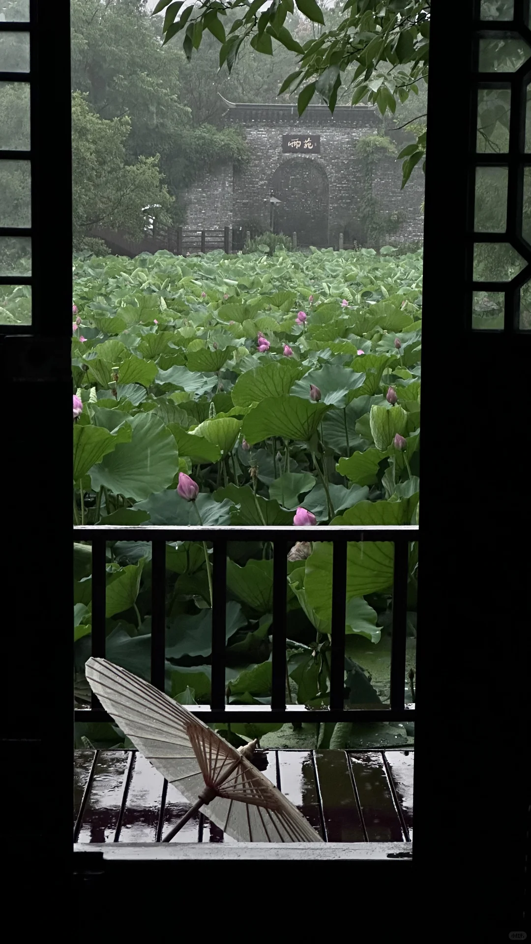 今年扬州雨季的荷花真的太美了，附地址