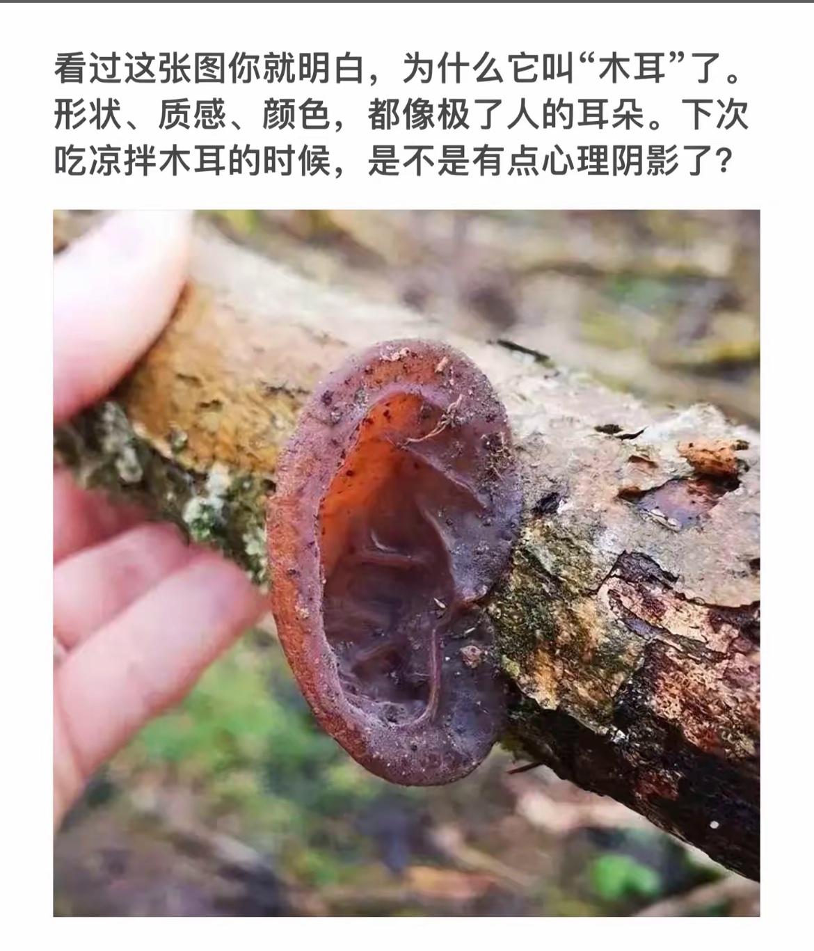 “大自然的鬼斧神工，木耳的耳朵形状太逼真了！”🍄👂🏻