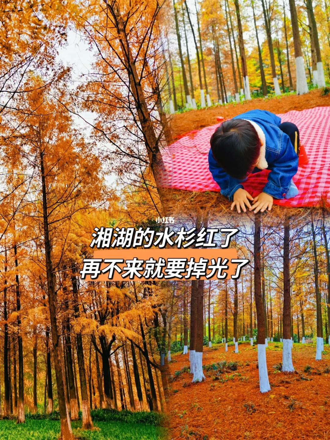后悔才知道/湘湖这条小众赏秋徒步路线