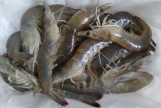 发现虾腿有肉以后发现虾腿里藏着肉的人也太会了吧，细心又会享受，连小小的虾腿都不肯