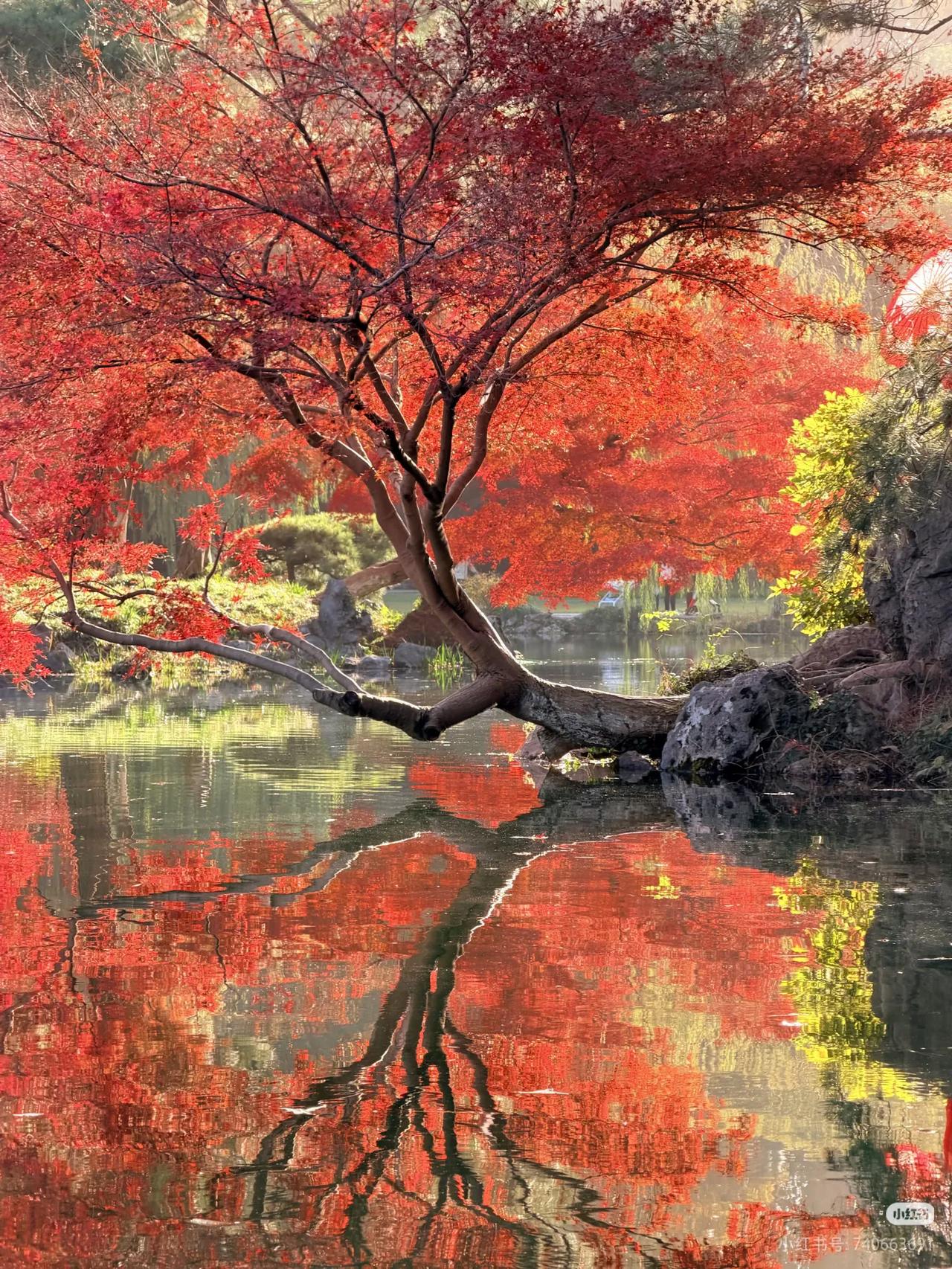 杭州！让人疯狂的浪漫红叶季🍁

杭州zuì浪漫的时节就要来了～
降温一周 忽然