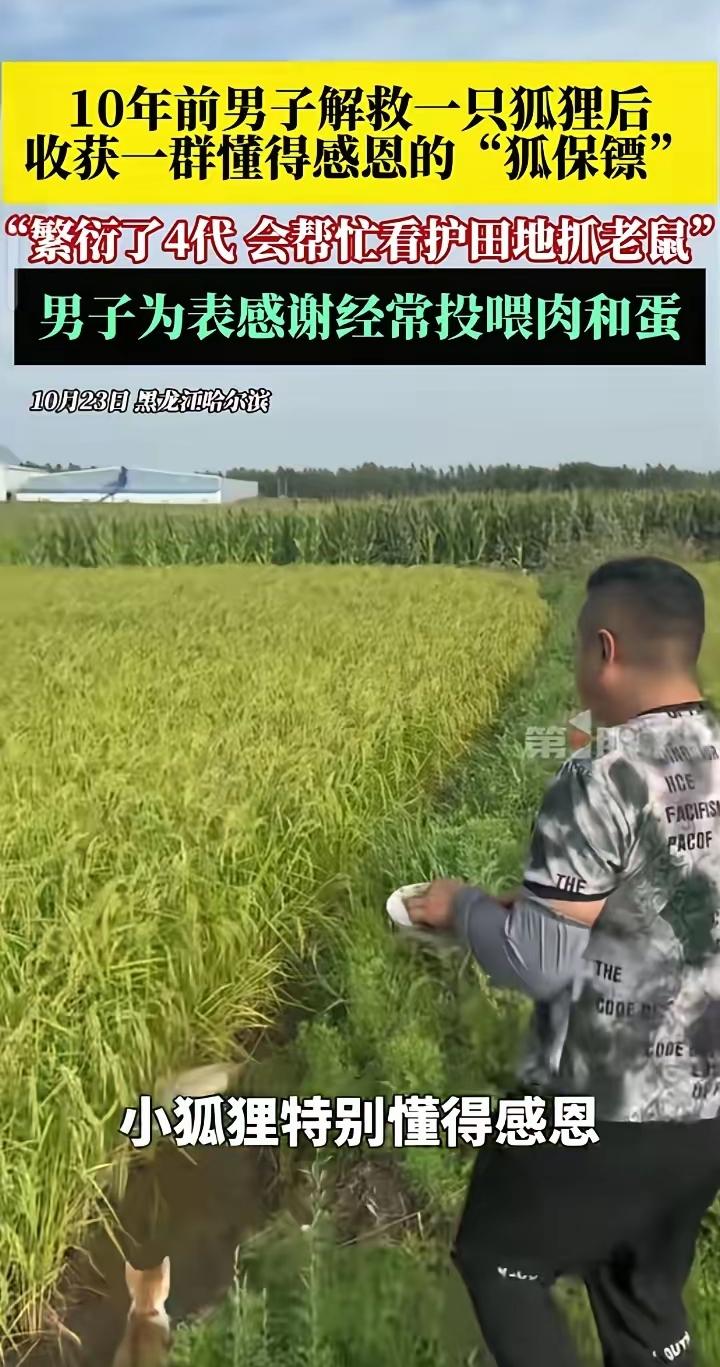 男子救白狐获意外回报 ，
十年守护换来77万粉丝。

十年前，黑龙江五常的张先生