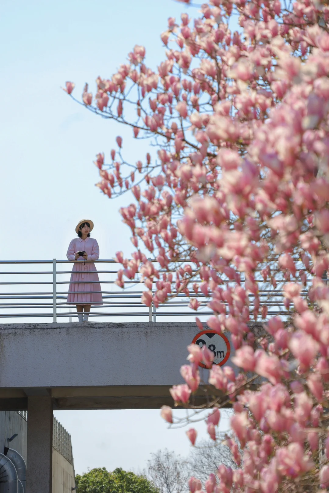 我以为华科玉兰够美了❗️没想到华农才是顶流