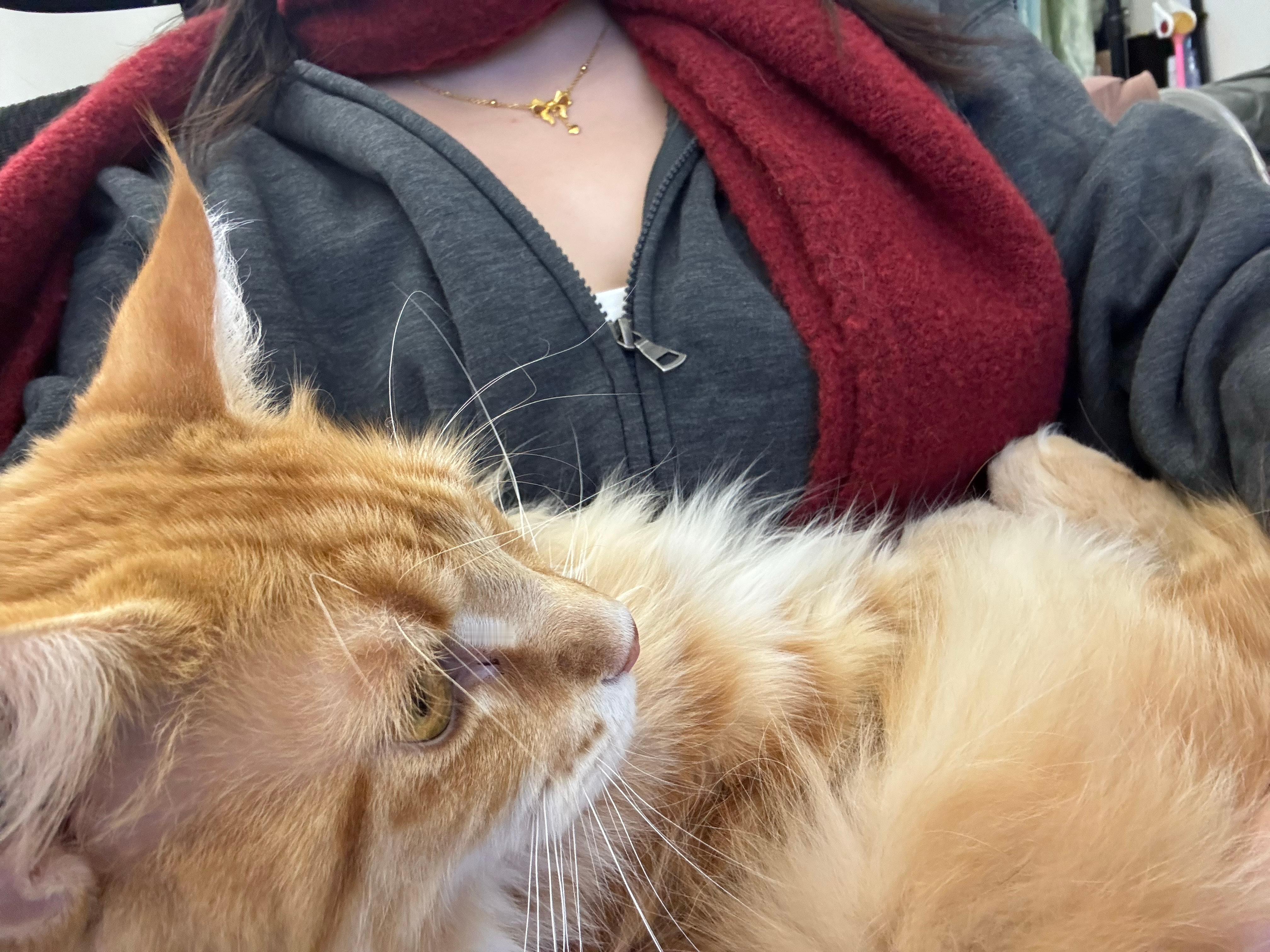 现有一只屎黄色的猫被邪恶人类绑架了！ 急需猫星人支援！ 