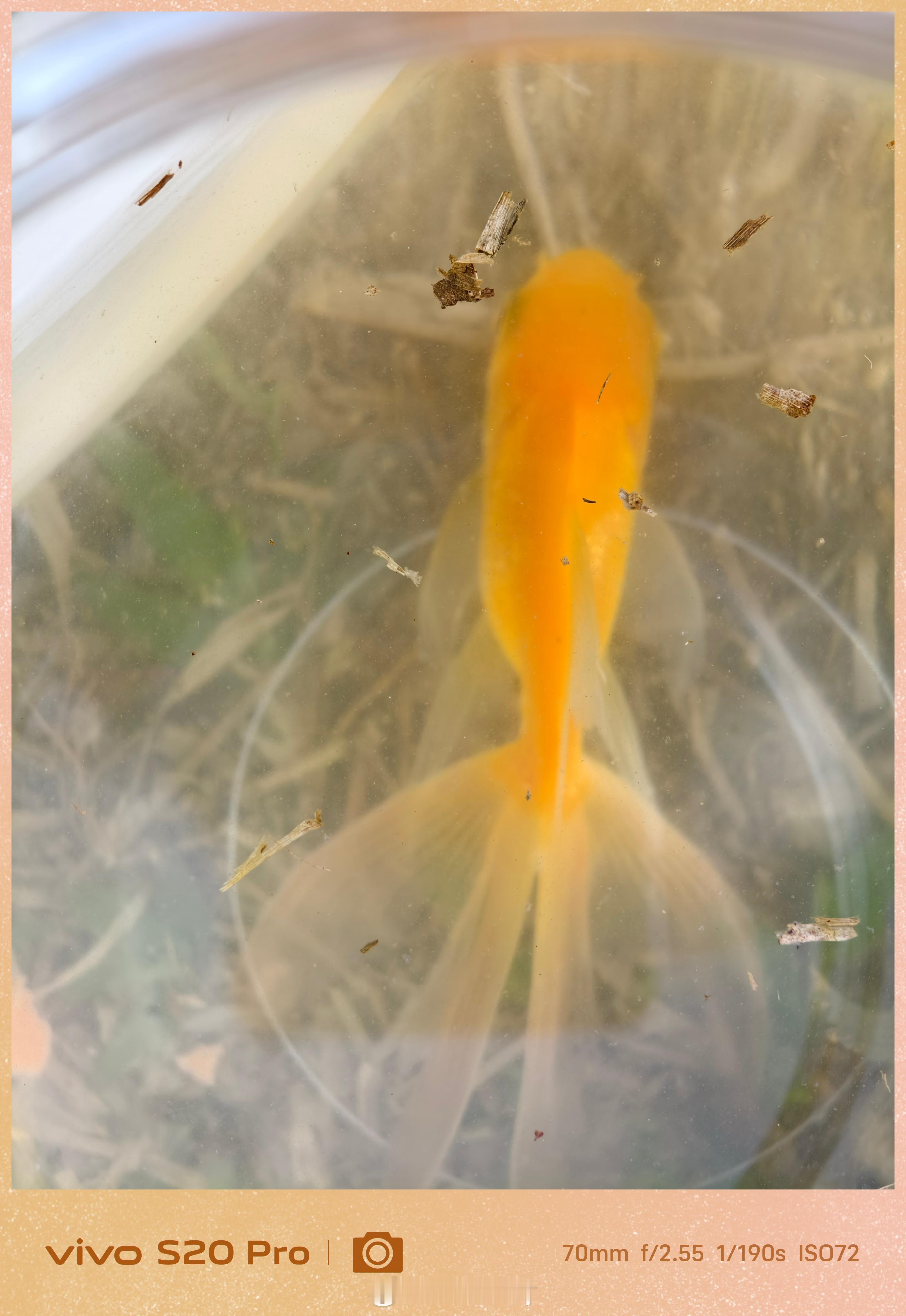 生活手记 今天闲来无事，去公园钓鱼啦，钓了一条金色小鱼/🐠🐠🐠🐠🐠🐠