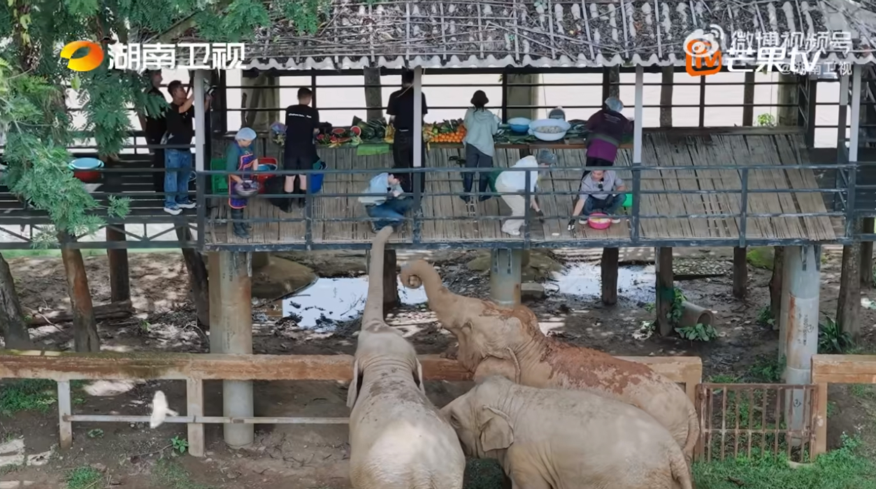 王俊凯林大厨投喂大象中餐厅10 谁能想到大家辛苦合力做完蛋糕，大象直接闻着香味主