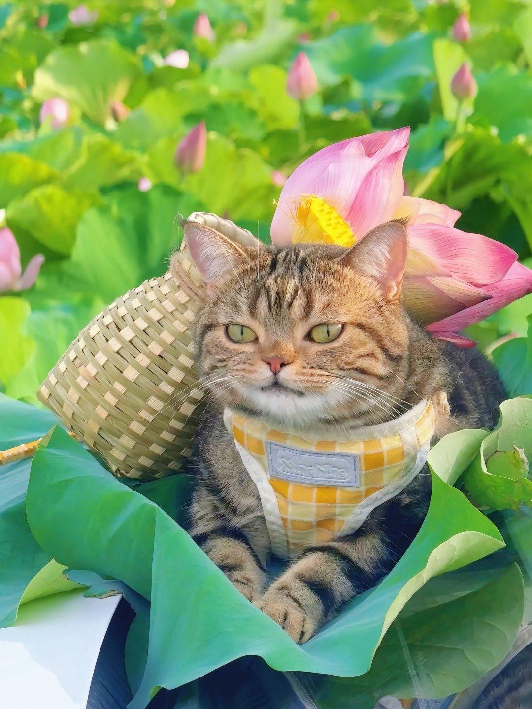 猫咪可以治愈我的一切#萌宠##猫# ​​​
