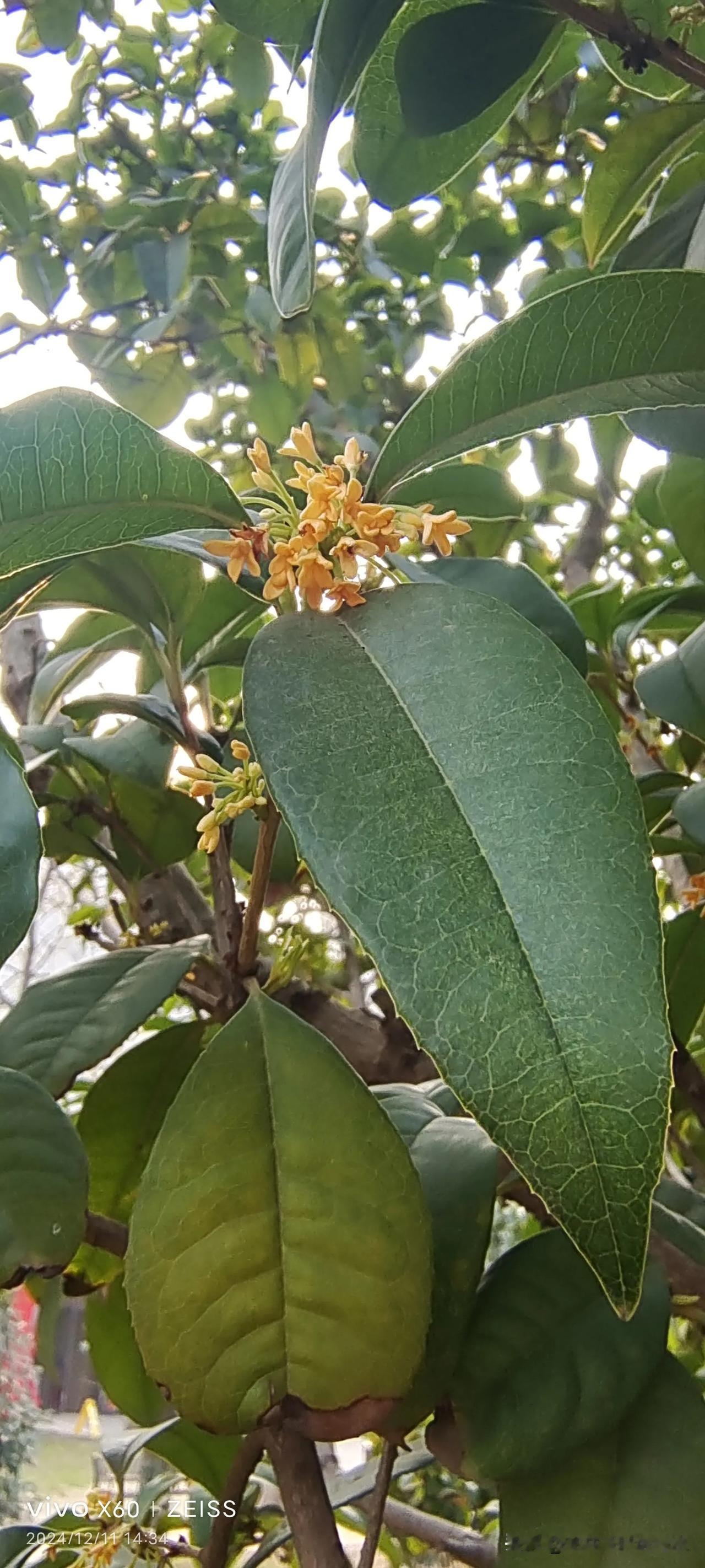 随拍冬之树叶美景分享今天11号，拍到的桂花。