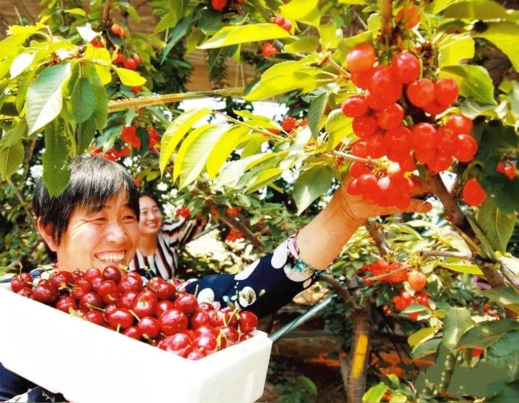 白良村与白庙村
近期，白良村的樱桃和白庙村的孤独树让这两个村子成为火遍全网的网红