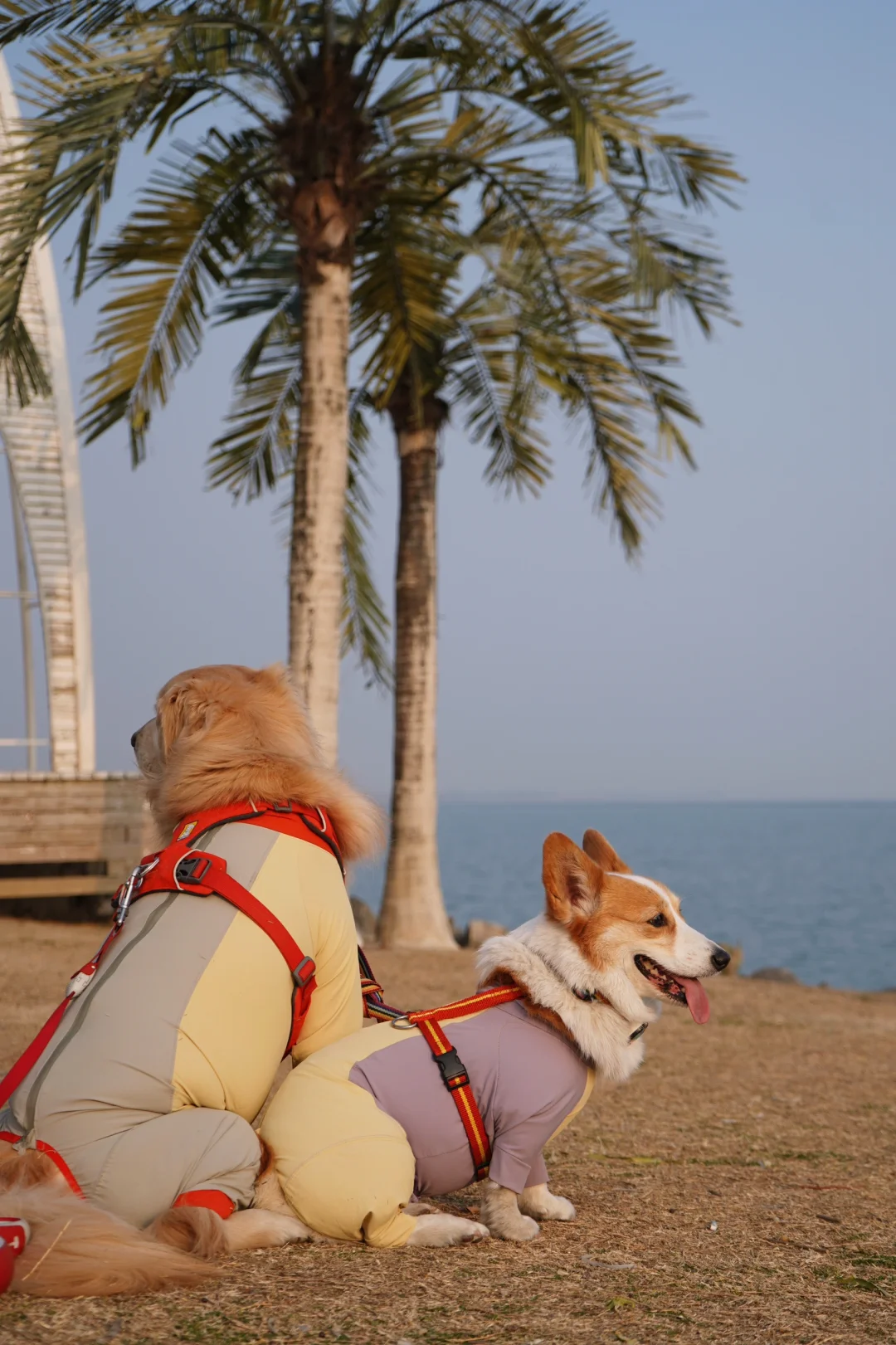 宝 下次拍照记得吸吸肚子