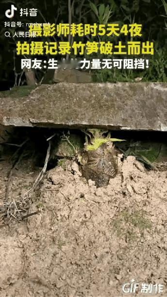 “这竹笋做梦都没想到它上人民日报了！”一摄影师耗时5天4夜拍竹笋，不料，在拍摄时
