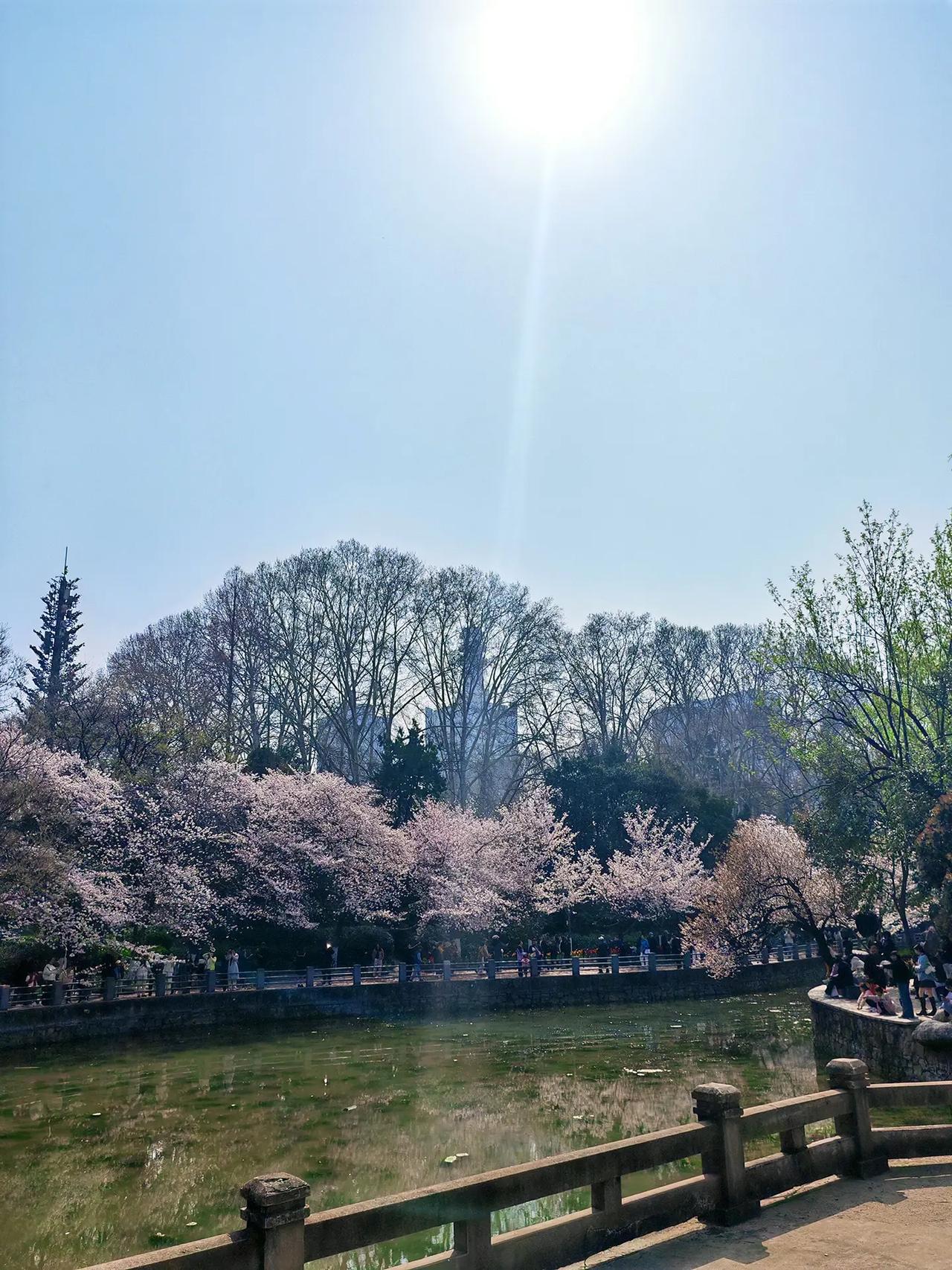 晒晒太阳吧樱花 图文热点来了 我的随手拍