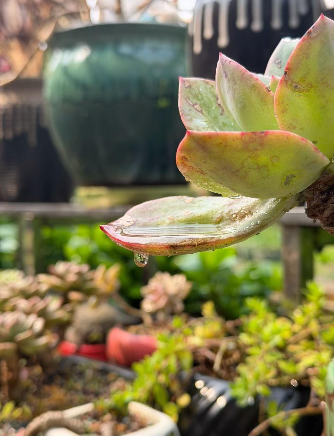 贵阳最近都是下雨天，我服了[汗] ​​​