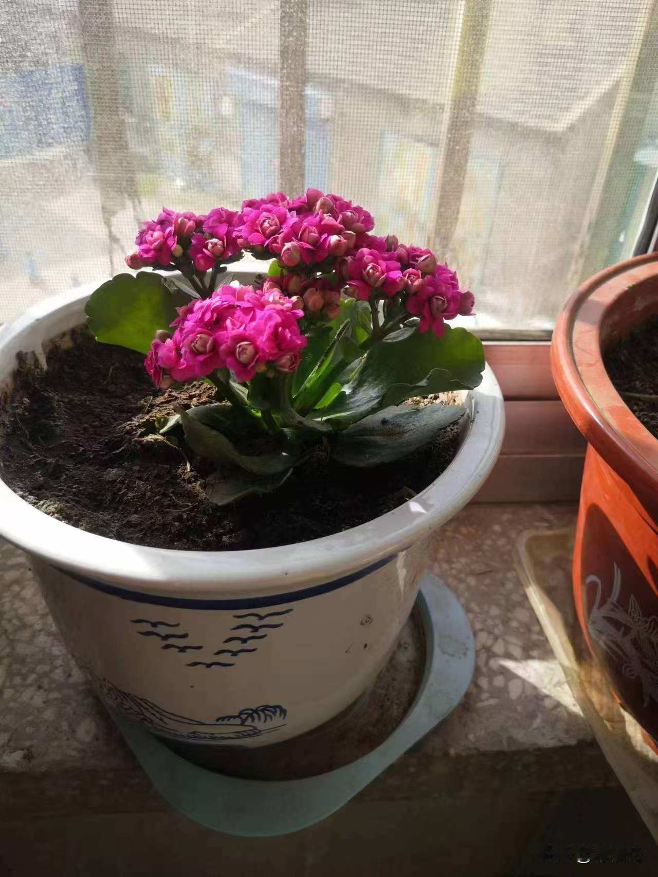 冬日生活打卡季我家长寿花开了